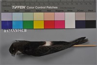 藏品(小雨燕)的圖片